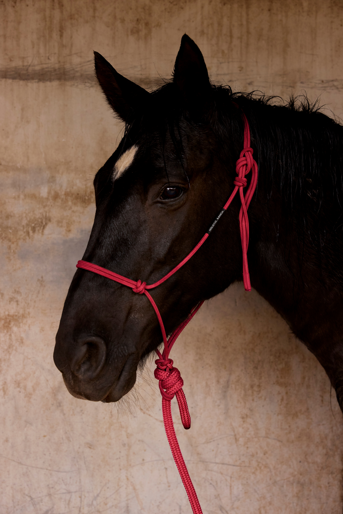 Red Rope Halter and Lead
