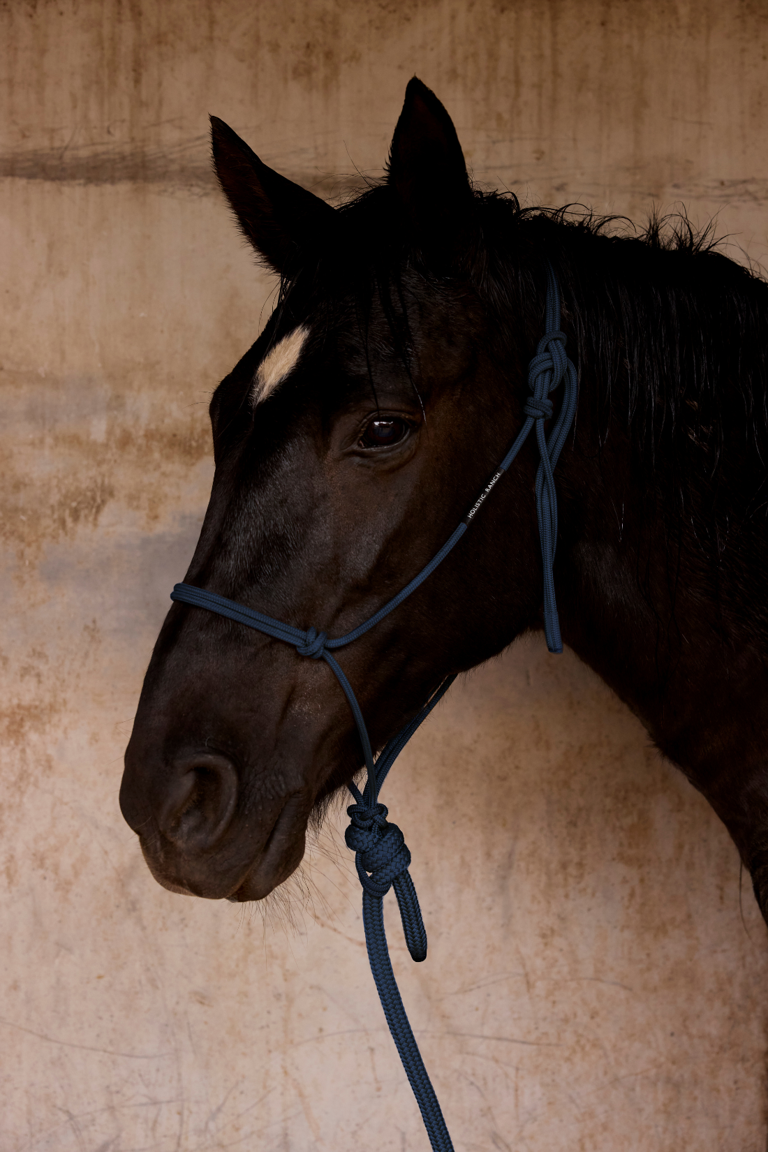 Navy Rope Halter and Lead