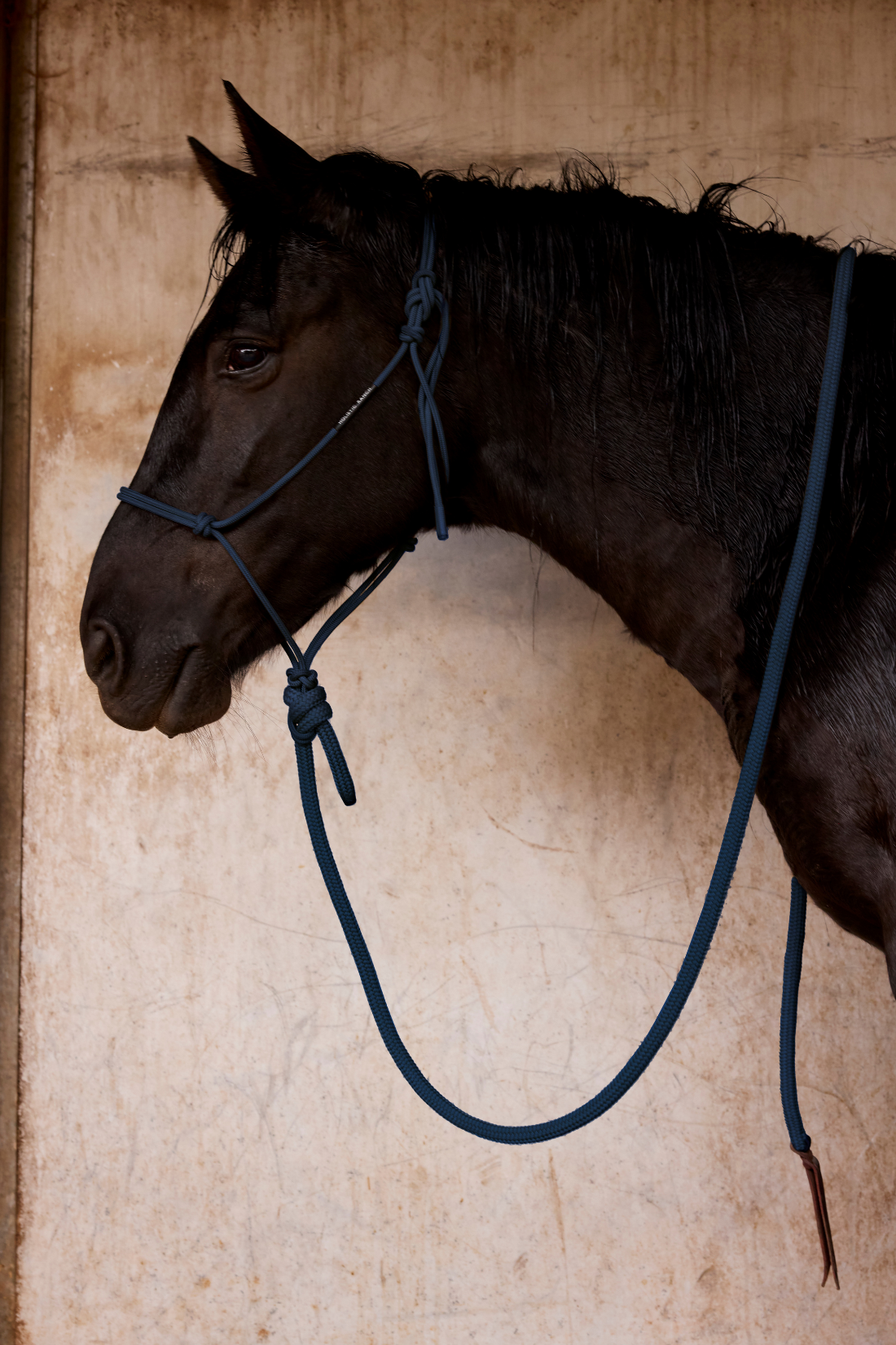 Navy Rope Halter and Lead