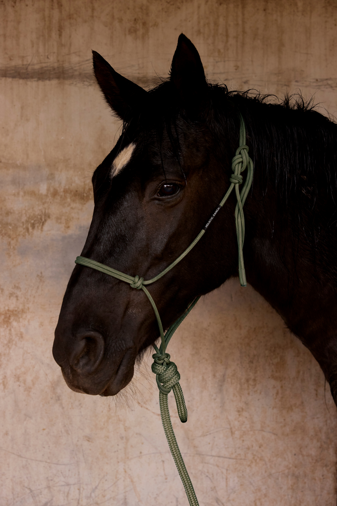 Olive Rope Halter and Lead