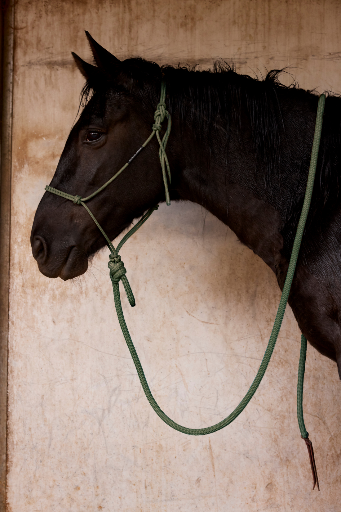 Olive Rope Halter and Lead