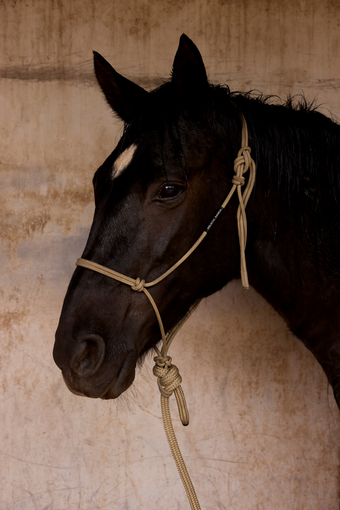 Gold Rope Halter and Lead