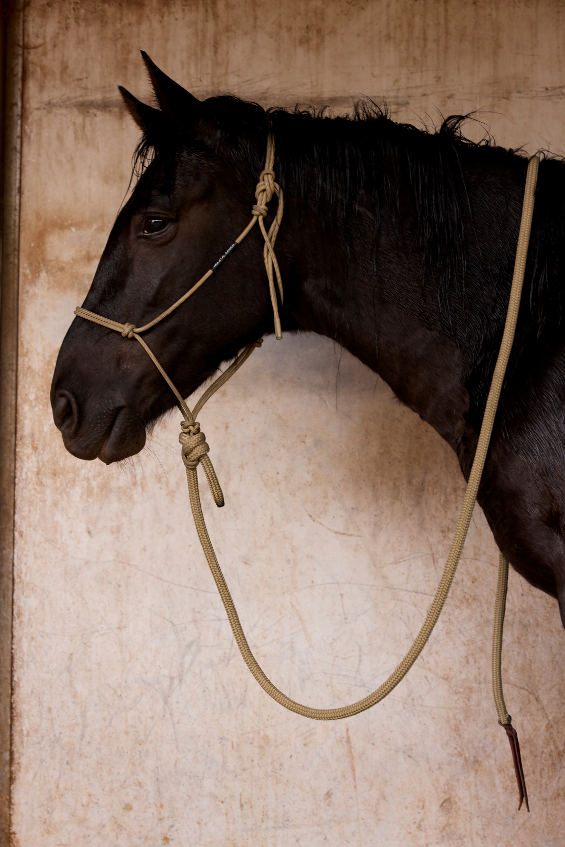 Gold Rope Halter and Lead
